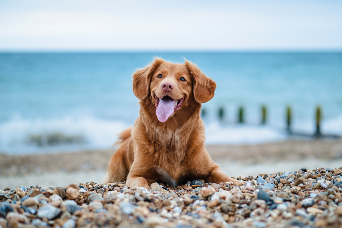 Brengen Gezond Paar Huis aan zee met hond: toffe plekken aan de kust