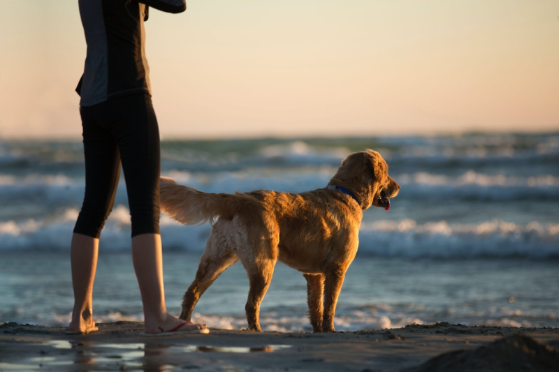 klauw accumuleren gans Vakantie met hond in Nederland - Toffe plekken