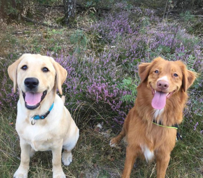 Het Natuurhuisje op de Veluwe honden