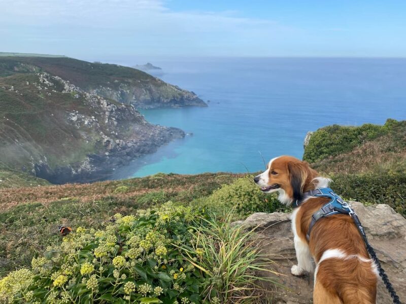 Op vakantie naar Cornwall met de hond