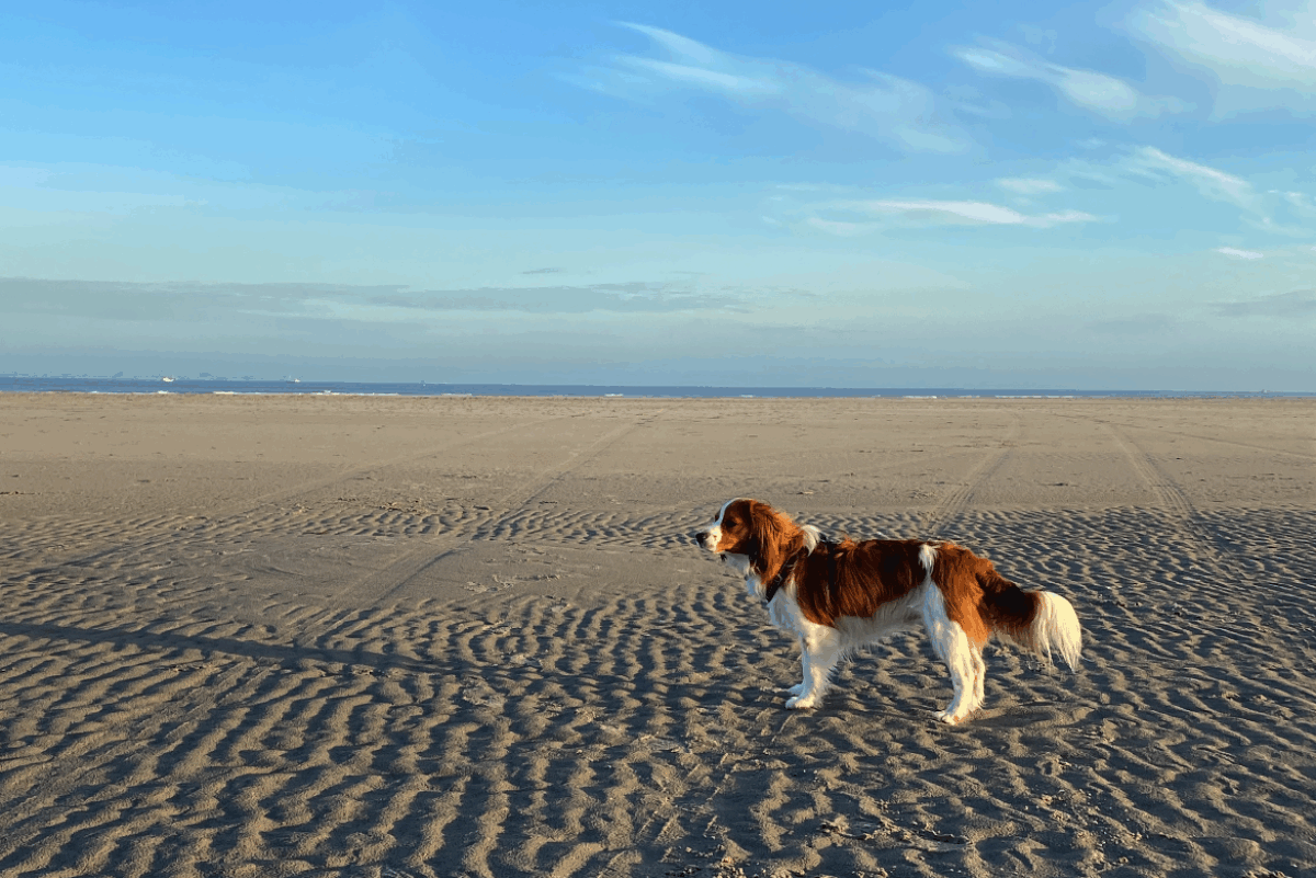 b&b waddeneilanden met hond