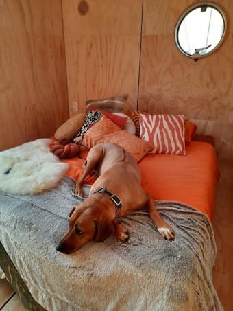 Wikkelhuis met de hond