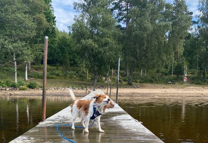 Sommen meer met hond